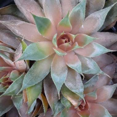 Sempervivum