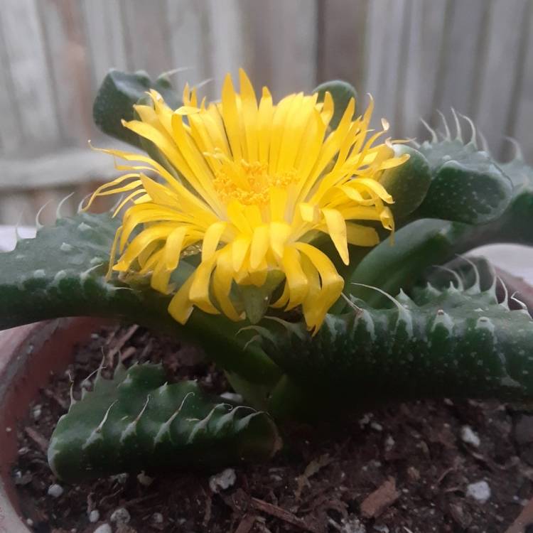 plant image 1417878