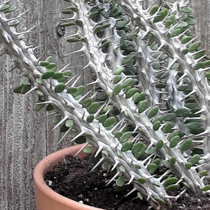 Plant image Alluaudia procera