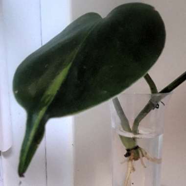 Philodendron hederaceum var. oxycardium 'Brasil' syn. Philodendron hederaceum 'Brasil', Philodendron 'Brasil', Philodendron scandens 'Brasil'