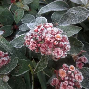 Lantana camara 'Bante Reeda' (Bandana Series) syn. Lantana 'Bandana Red'