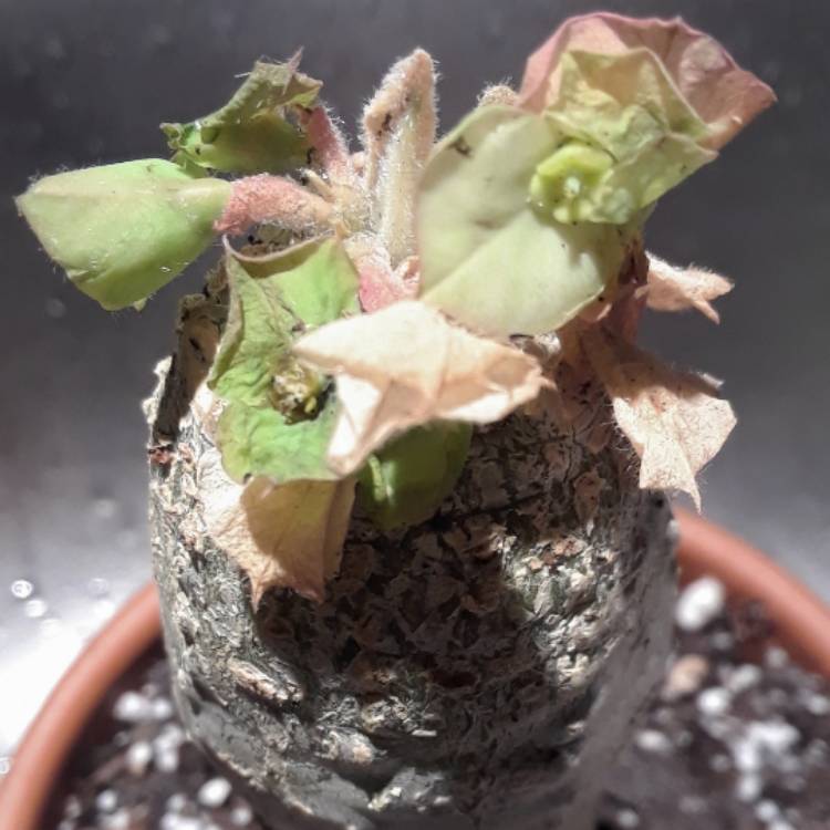 Plant image Euphorbia Succulents