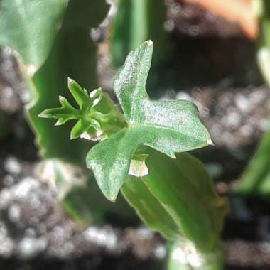 Cissus quadrangularis