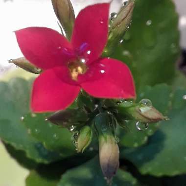 Kalanchoe blossfeldiana 'Red'