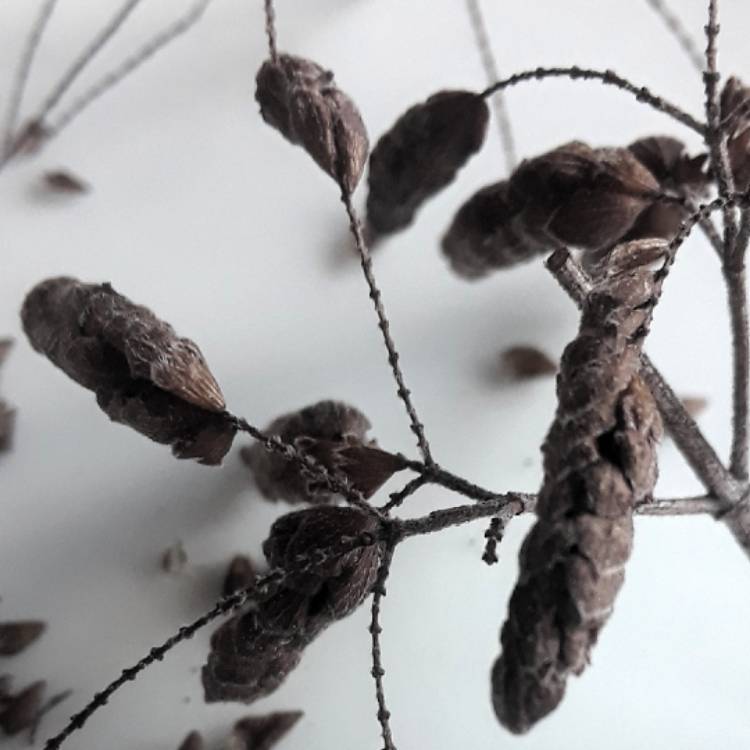 Plant image Origanum Vulgare