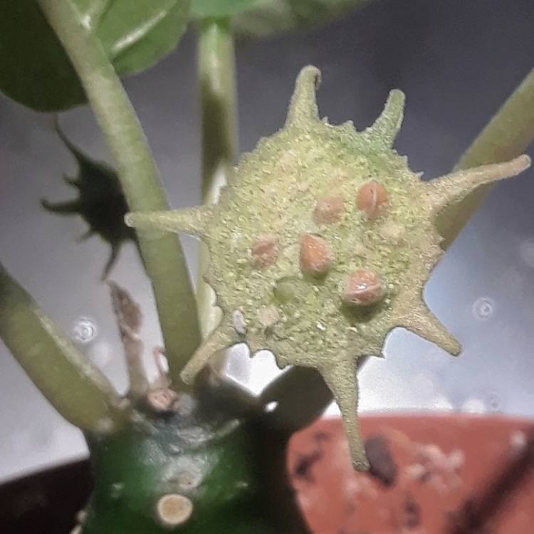 Plant image Dorstenia foetida