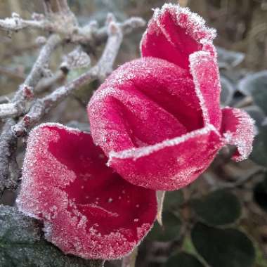 Rosa 'Radrazz' syn. Rosa 'Knock Out', Rosa 'Red Knock Out'