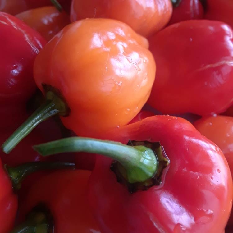 Plant image Capsicum Chinense 'Habanero'