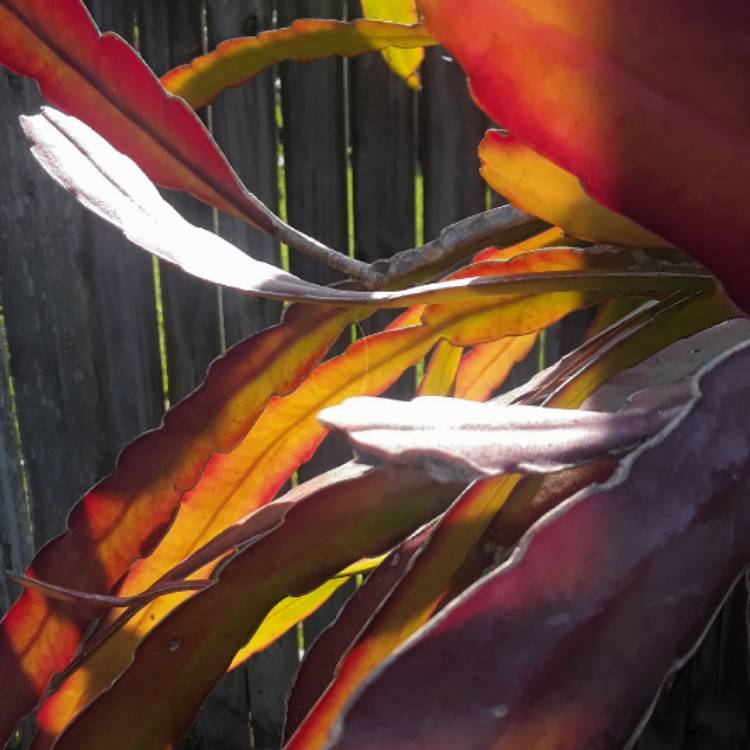 Plant image Epiphyllum oxypetalum