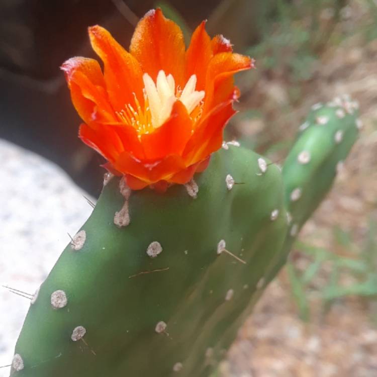 Plant image Opuntia