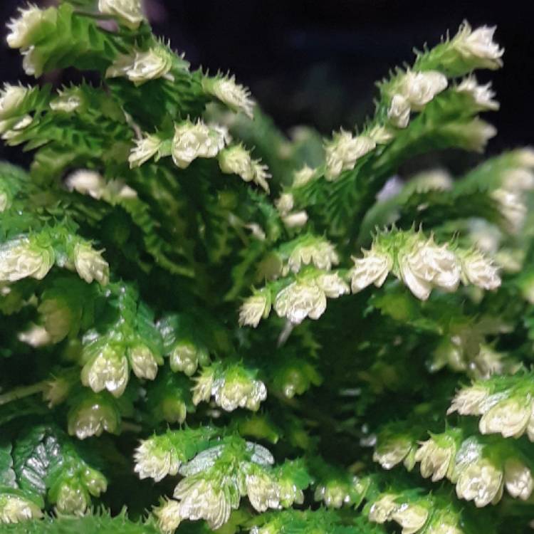 plant image 1434272