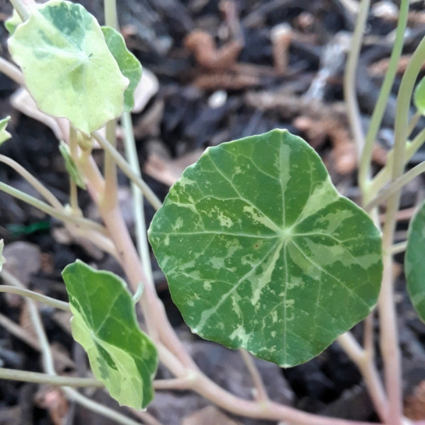 Plant image Tropaeolum majus 'Alaska Mix'