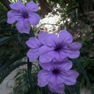 Ruellia simplex