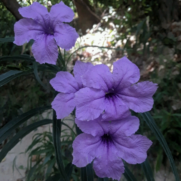 Plant image Ruellia simplex