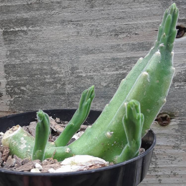 Plant image Stapelia Leendertziae