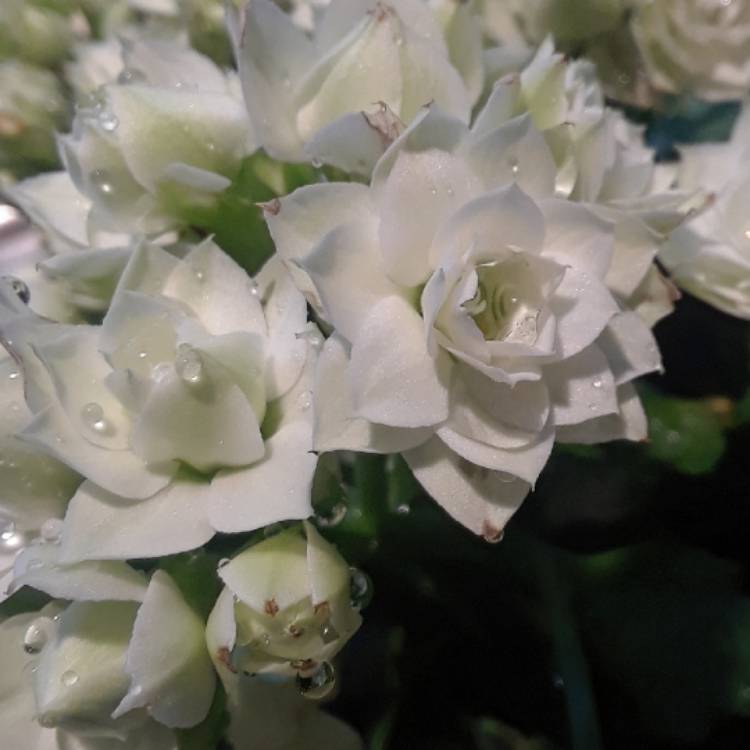 plant image 1435878