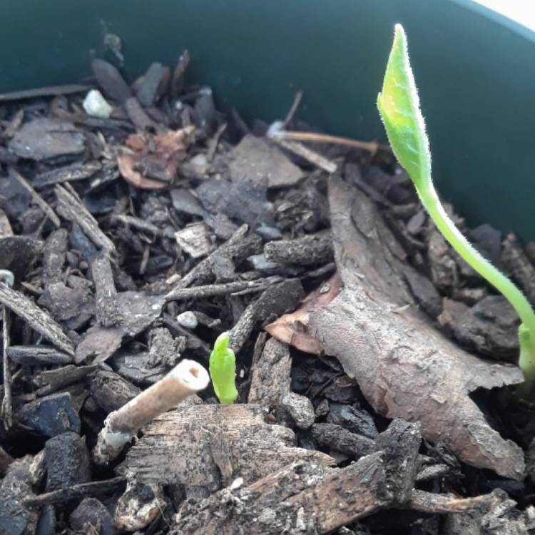 Plant image Asclepias purpurascens