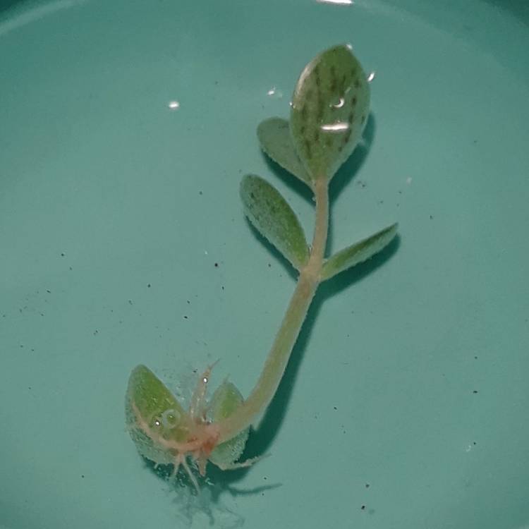 plant image 1436403