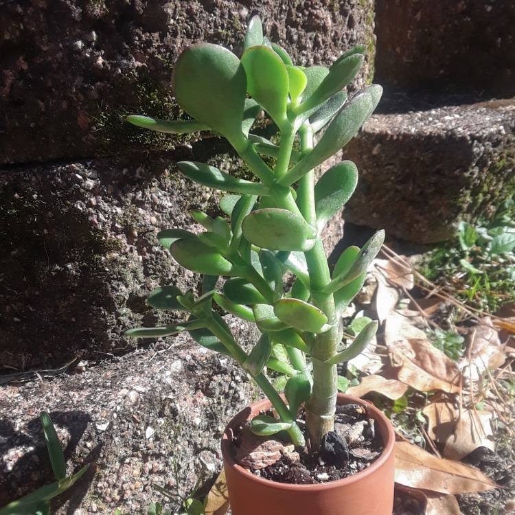 Plant image Crassula ovata 'Compacta'