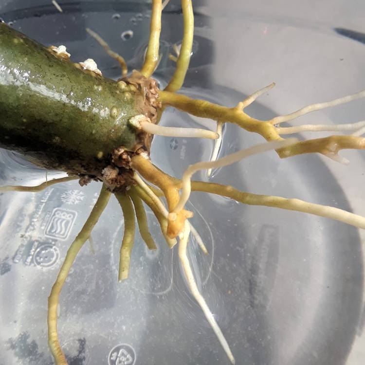 plant image 1437777