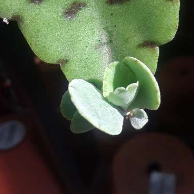 Kalanchoe Gastonis-bonnieri