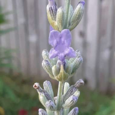 Lavandula 'Felicia'