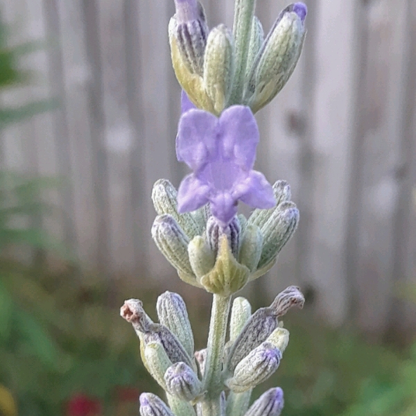 Plant image Lavandula 'Felicia'