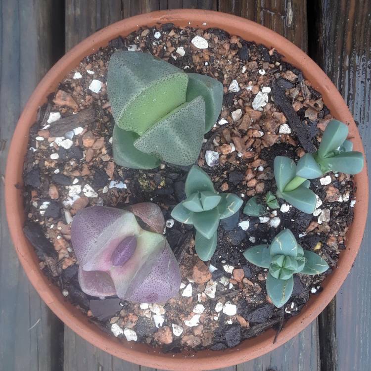 Plant image Pleiospilos nelii