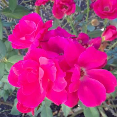Rosa 'Radrazz' syn. Rosa 'Knock Out', Rosa 'Red Knock Out'