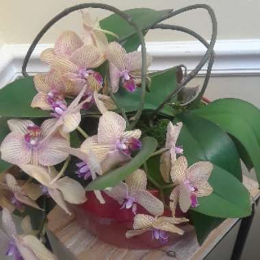 Phalaenopsis