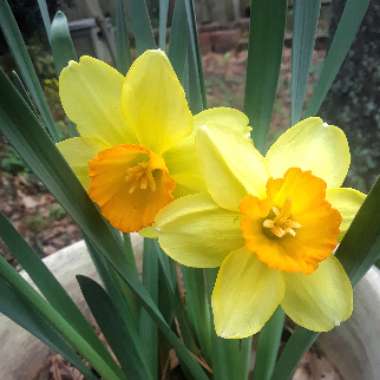 Narcissus