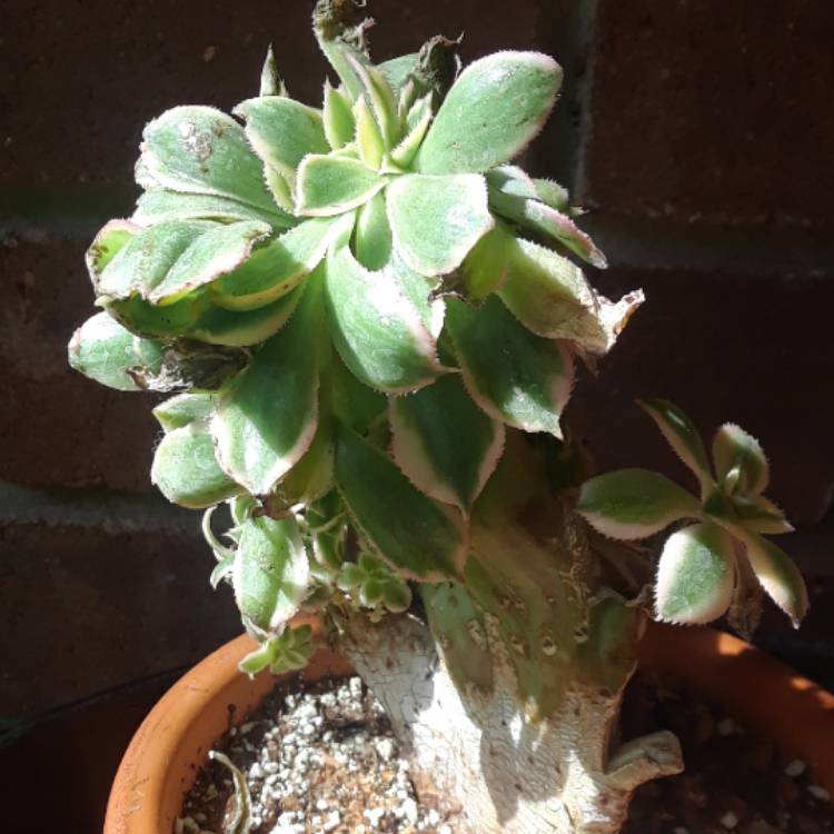 Plant image Aeonium Sunburst cristata