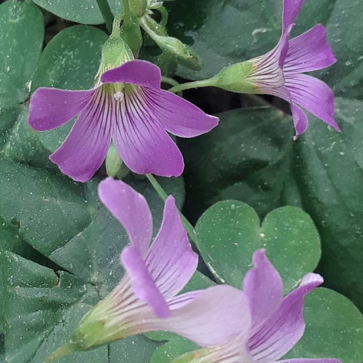 plant image 1450828