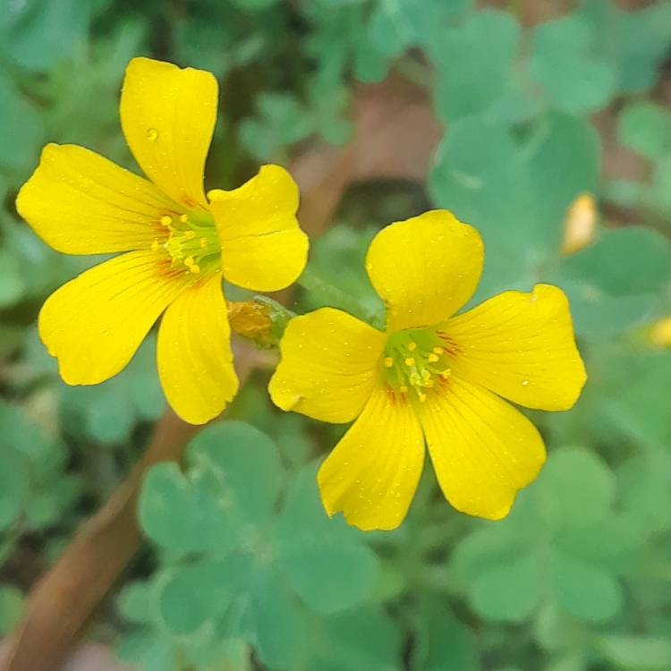 Plant image Oxalis