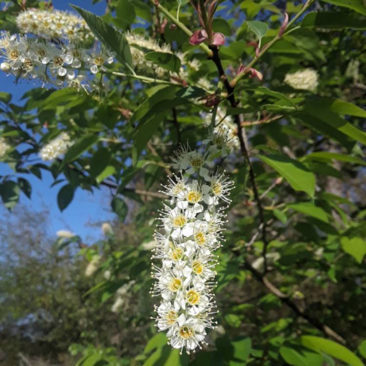 Plant image Prunus Virginiana
