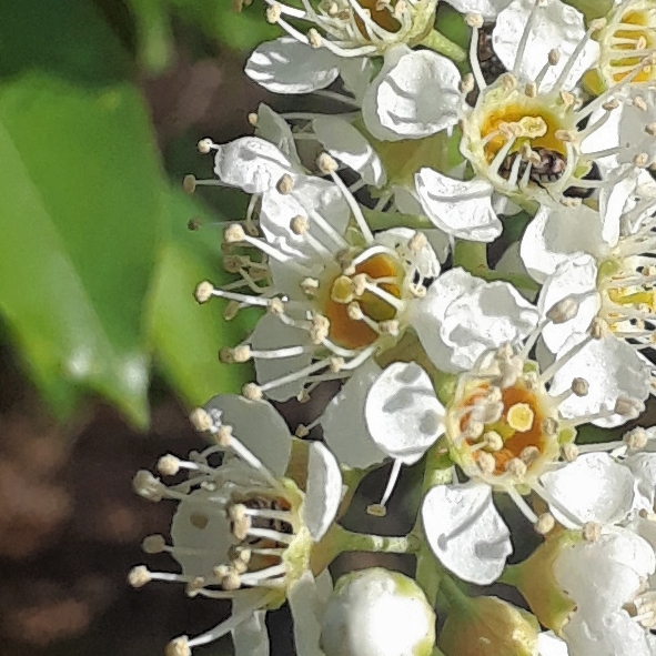 Plant image Prunus Virginiana