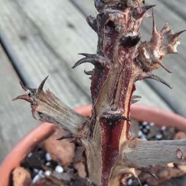 Monadenium