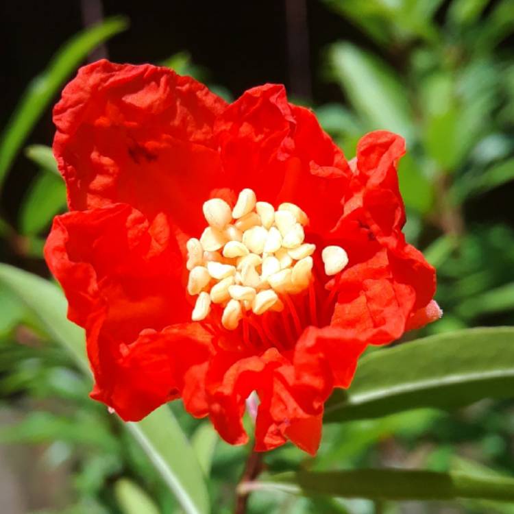 Plant image Punica granatum 'Nana'