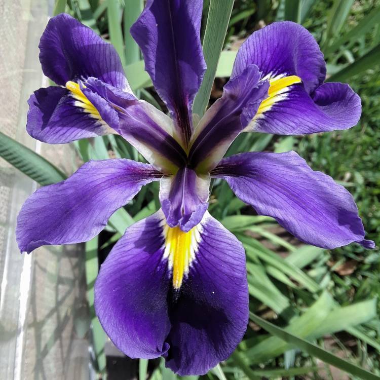 Plant image Iris