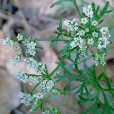 Coriandrum sativum