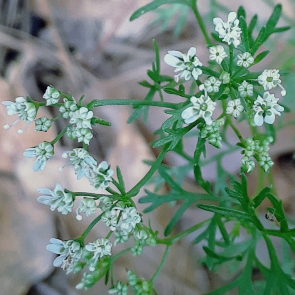Plant image Coriandrum sativum