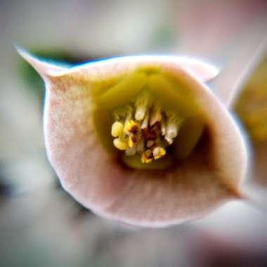 Euphorbia Ambovombensis