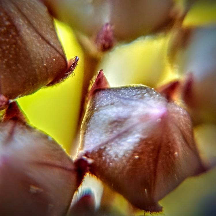 plant image 1460930