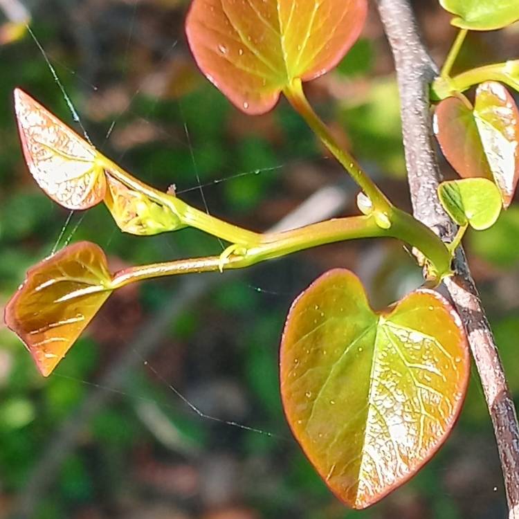 Plant image Cercis canadensis 'Oklahoma'