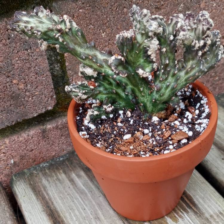 plant image 1463952