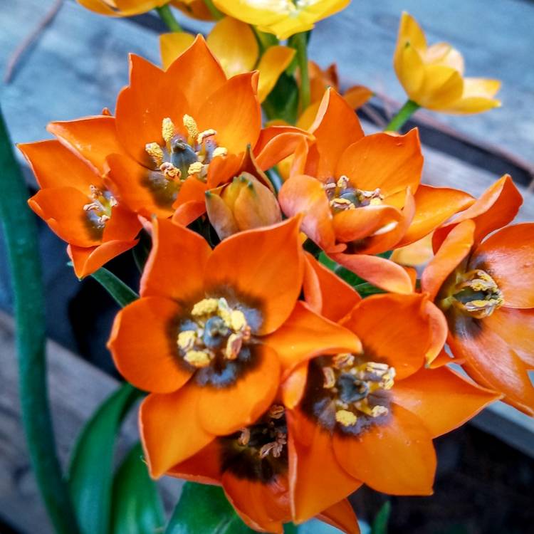 Plant image Ornithogalum dubium