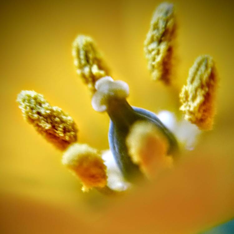 plant image 1464936