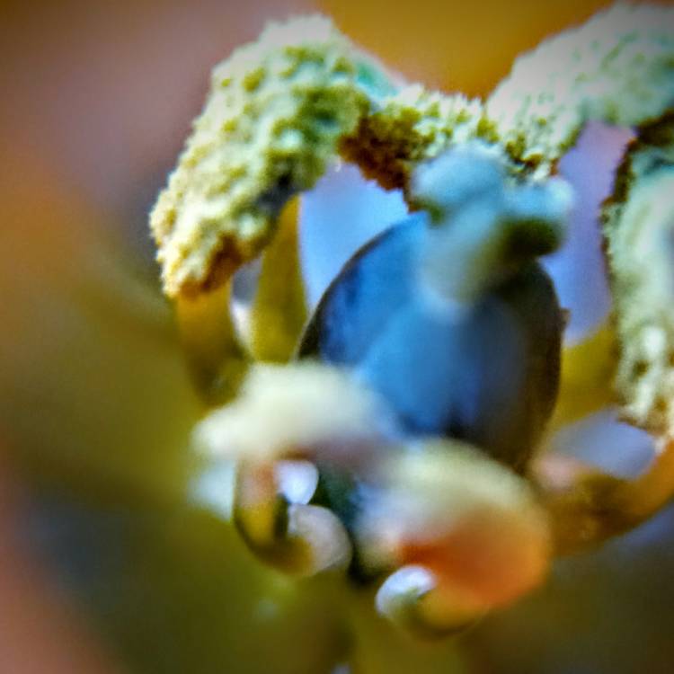 plant image 1464938