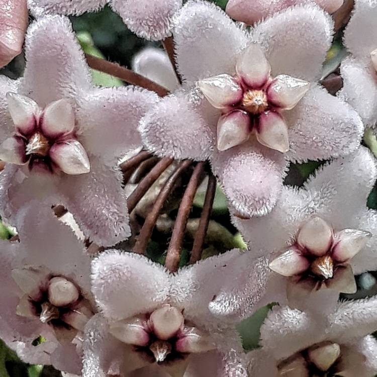 Plant image Hoya carnosa 'Compacta'