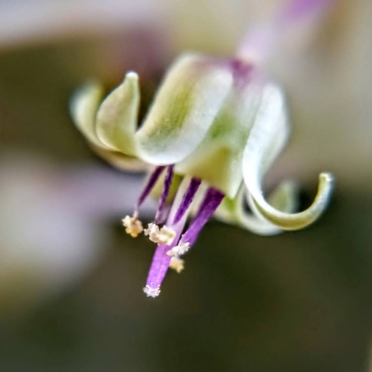 plant image 1469332